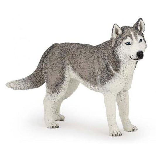 Cão Husky Siberiano